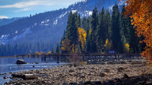 Trees in a forest at the lakeside, Lake Tahoe, California, USA; Shutterstock ID 170806223; purchase_order: SP-1269 HA 2018 Batch 1; Order: ; client: ; other: