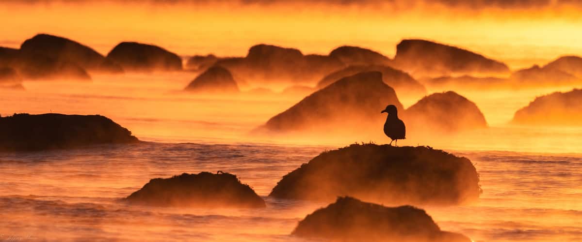 Un ave posada sobre una roca, con un atardecer al fondo.