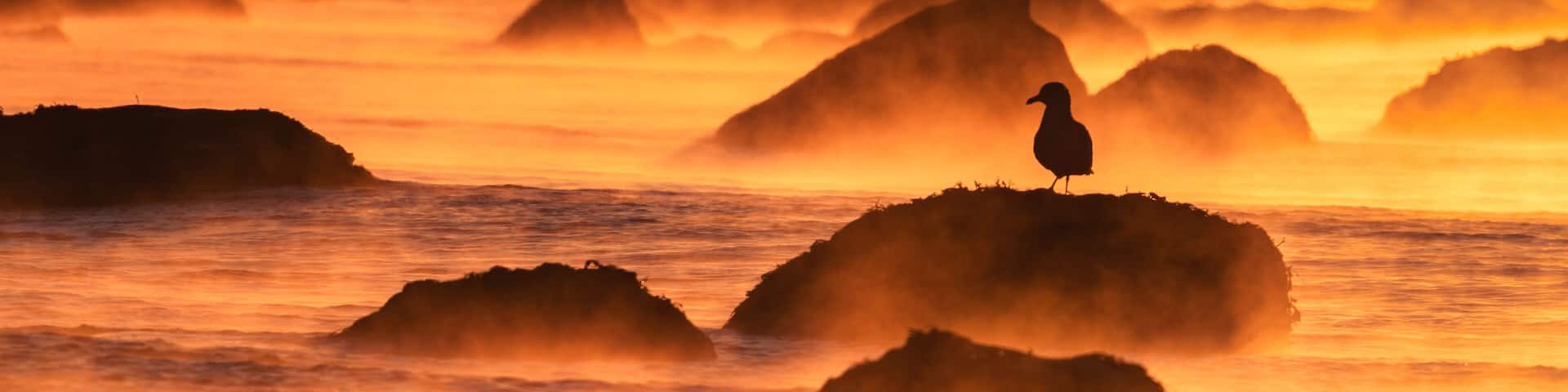 A bird perched on a rock with a sunset in the background.