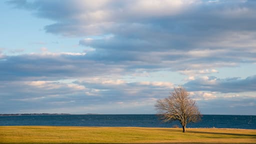 Lone tree stands on the shore of Long Island Sound at Harkness State Park, Connecticut, USA; Waterford, Connecticut, United States of America