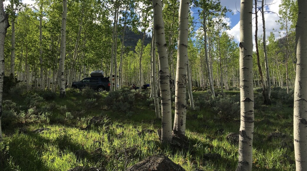 Doctor creek camping, fishlake utah