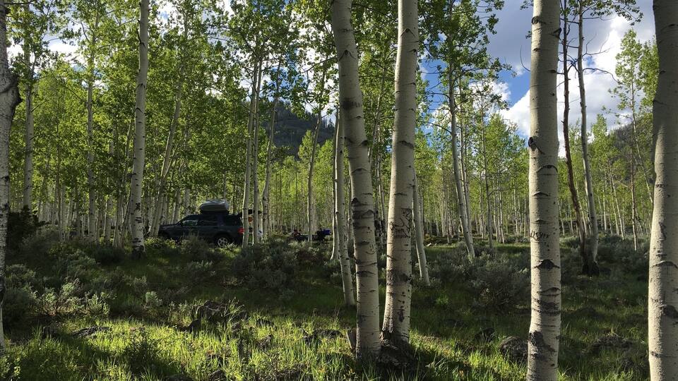 A forest with birch trees and a parked SUV.