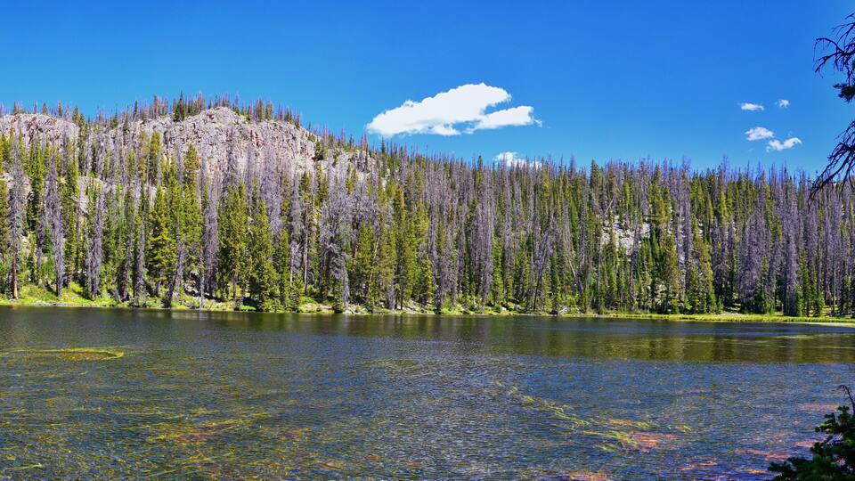 A lake surrounded by dense forest and a rocky mountain.
