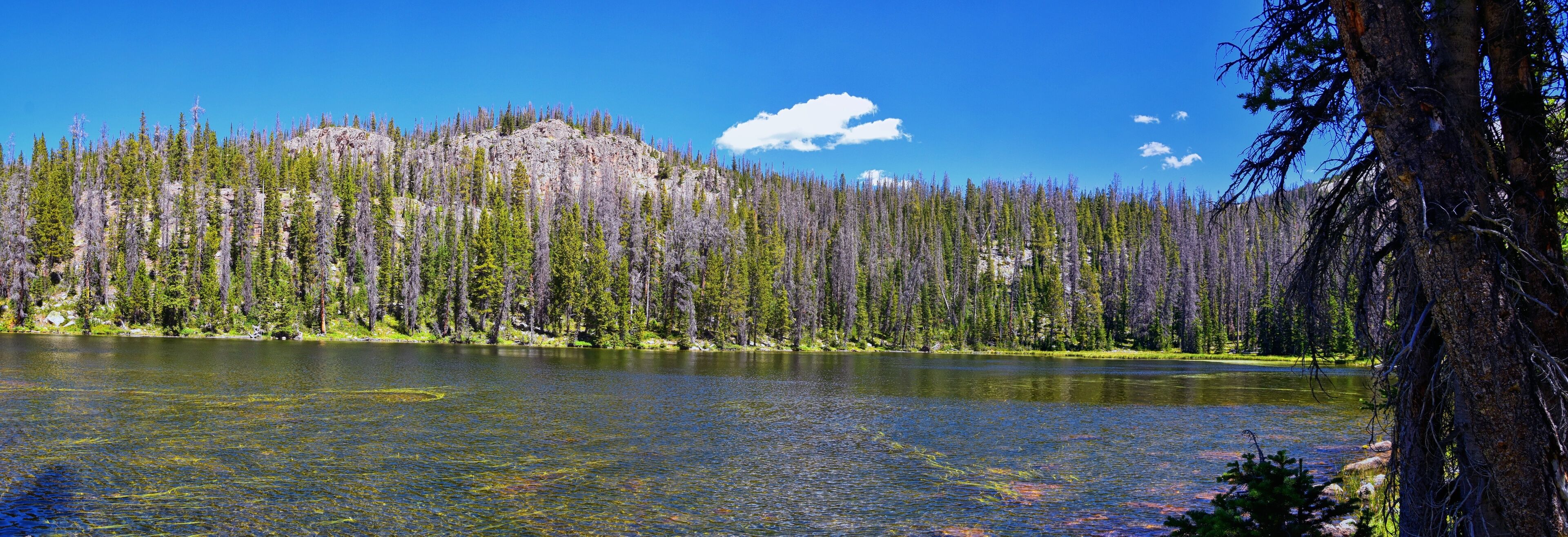 A lake surrounded by dense forest and a rocky mountain.