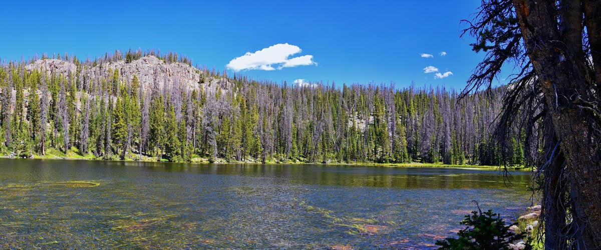 A lake surrounded by dense forest and a rocky mountain.