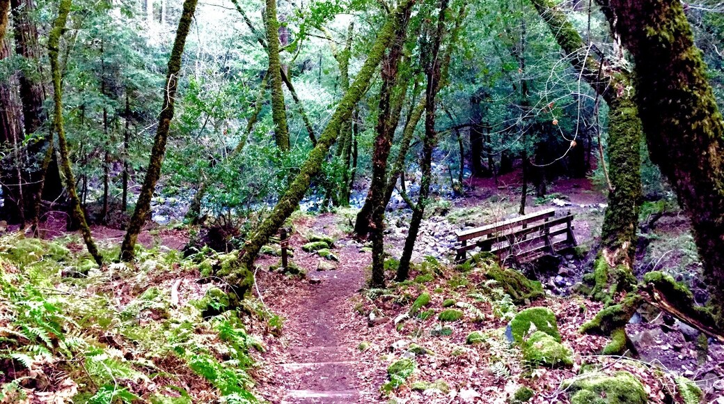 The Wilderness. Waterfall trail. This place is located on the Adobe Canyon Hwy, on the Sonoma County. Their are plenty of other places to hike, in the surrounding areas and, of course, you can tour the famous Napa County--which is about 20 mins from this place. #Hiking
