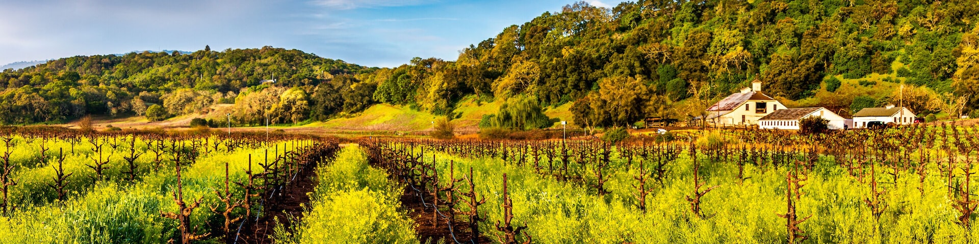 Viñedo con hileras de vides, una colina con árboles y una casa blanca al fondo.