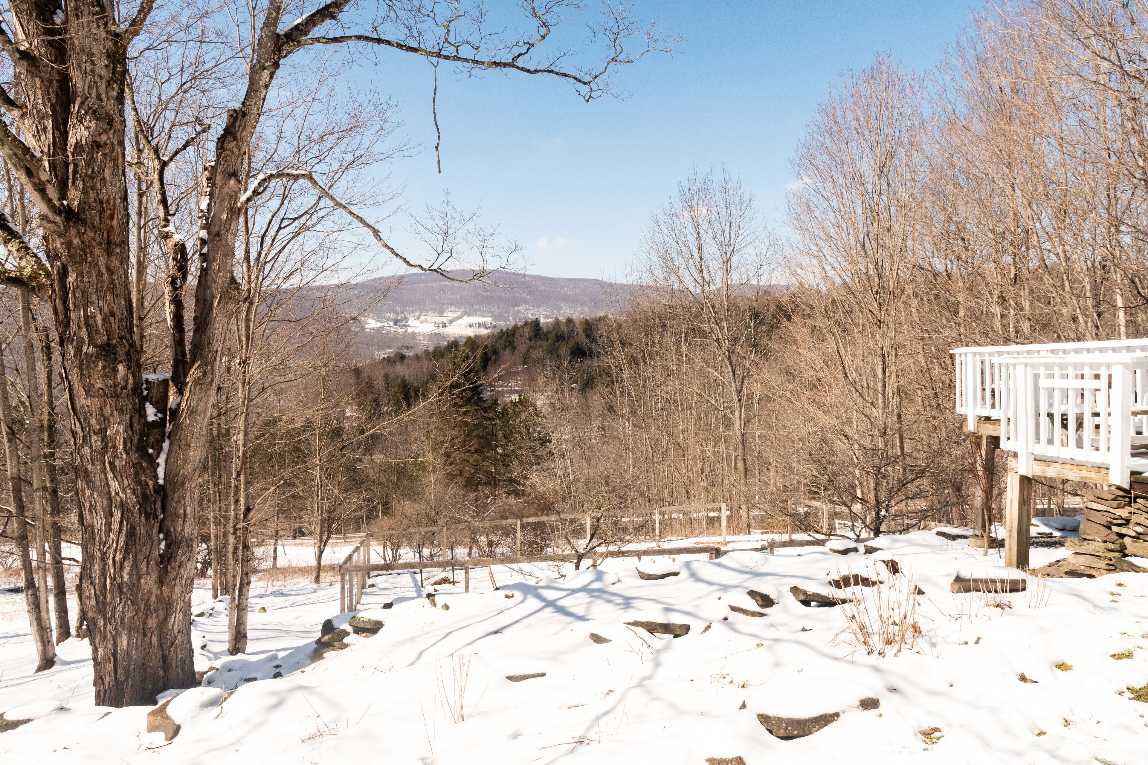 Mountainside view and snowy trees in the Catskill Mountains