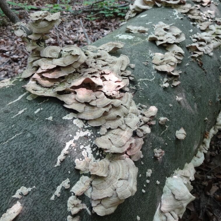 Bracket fungi piling up on a downed log like the subjects of Yertle the Turtle.