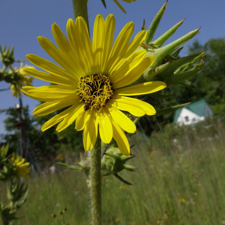 A bright yellow wildflower with a little insect visitor.