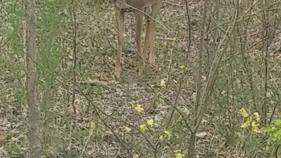 Enumerated earrings, the latest spring fashion of the deer meandering through Sharon Woods Metro Park.