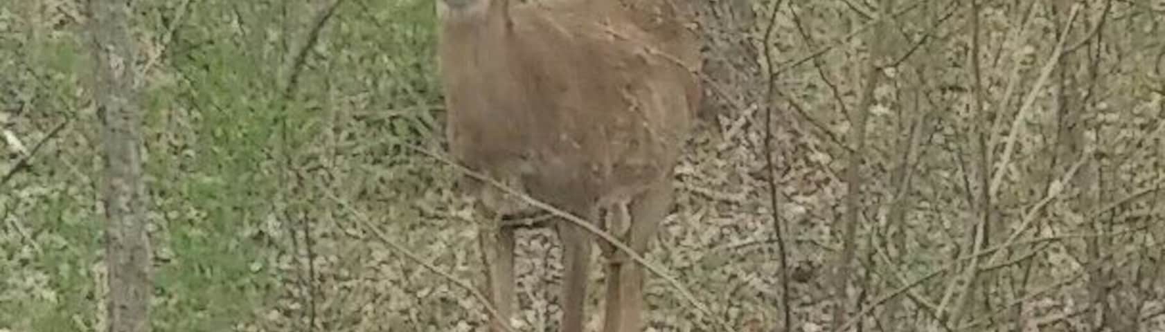 Enumerated earrings, the latest spring fashion of the deer meandering through Sharon Woods Metro Park.