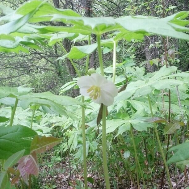 The flower of Podophyllum peltatum or May apple. This is a spring ephemeral that emerges from from rhizomes beneath the ground before the forest canopy above fully expands. The plant will produce a fruit in the summer that sort of resembles a small lemon. Both the fruit and flowers are easy to miss because the reside below the foliage. I had to lay on the ground to take this shot.