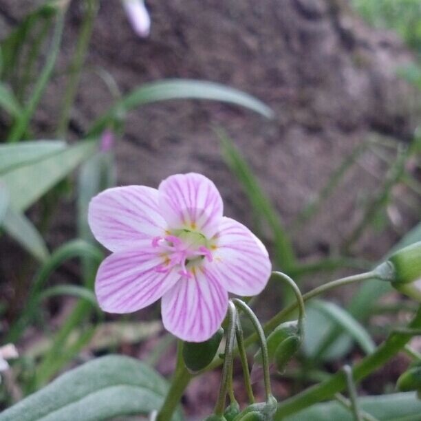 A tiny white flower, smaller than a button, with violet stripes on the petals and violet stamens as well.