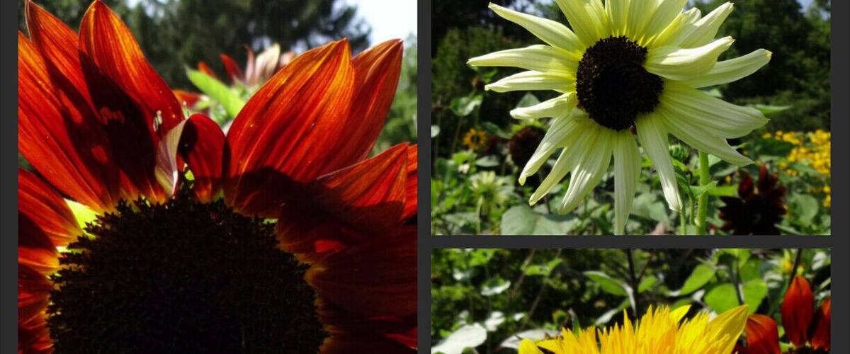 A collection of sunflowers ranging from bi-color red to pale lemon to the golden yellow fully double petaled Teddy Bear variety.