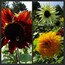 Un girasole con petali rossi e centro giallo, circondato da verdeggianti foglie.