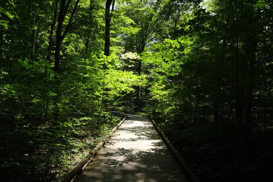 Un sendero de madera estrecho que atraviesa un bosque denso.