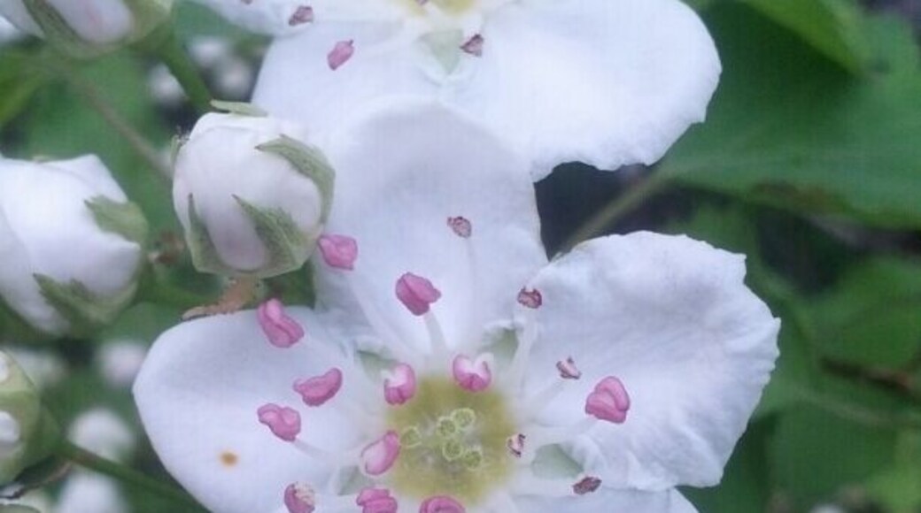 A closeup of the flower on a Crataegus, or Hawthorn tree. The flowers have a peculiar odor that some people appreciate but most others detest.