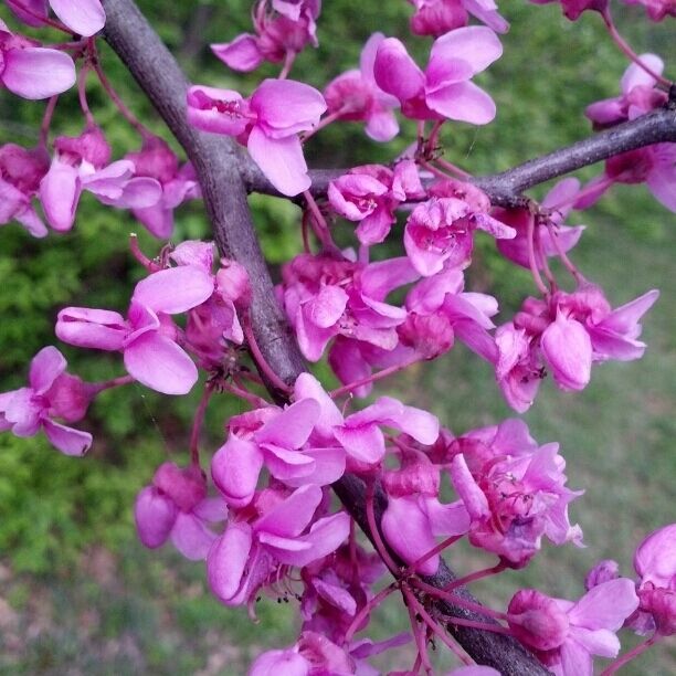 The flowers of Cercis canadensis or Eastern Redbud. These flowers are indeed edible. They don't pack a huge amount of taste, just a very slight peppery flavor. Next time you come across some, give them a try and share them with someone special.