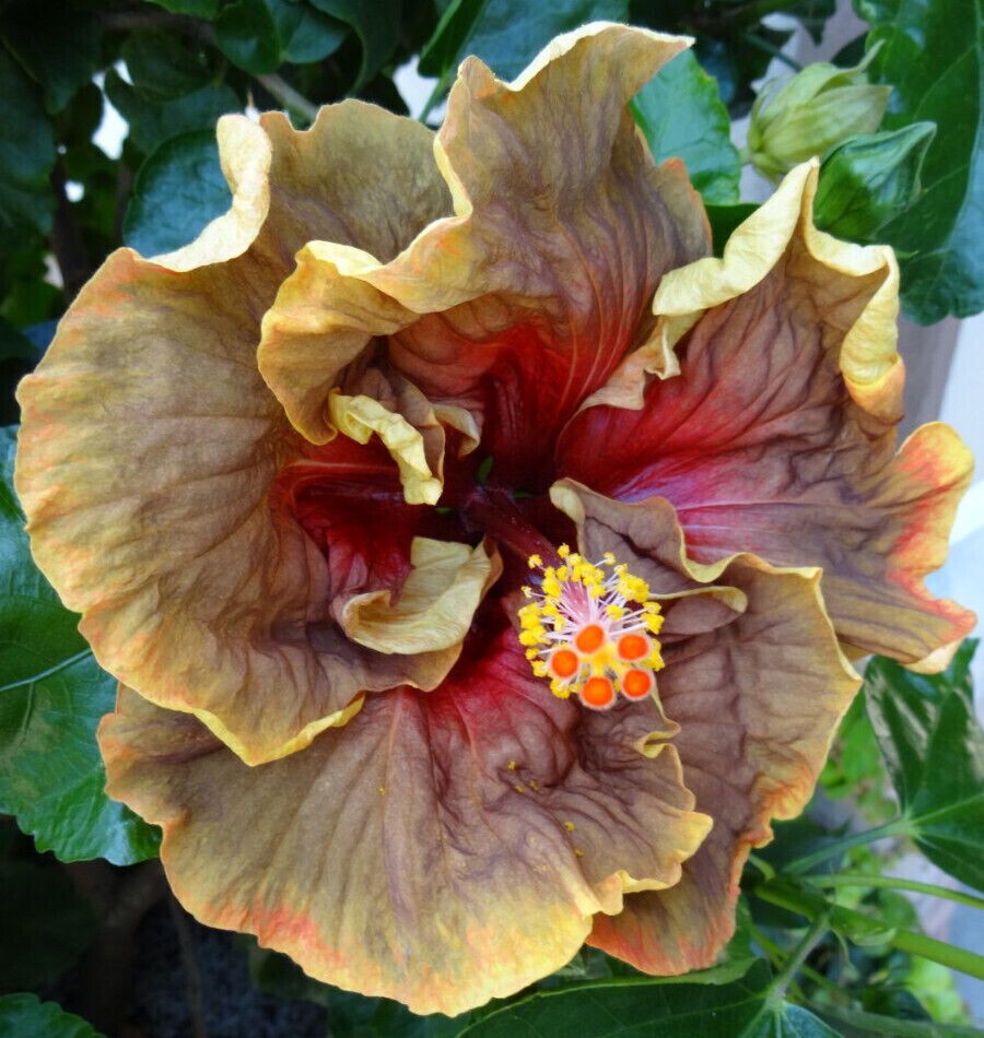 A hibiscus variety named 'Voodoo' blooming in one of the mixed containers at Inniswood Metro Gardens.