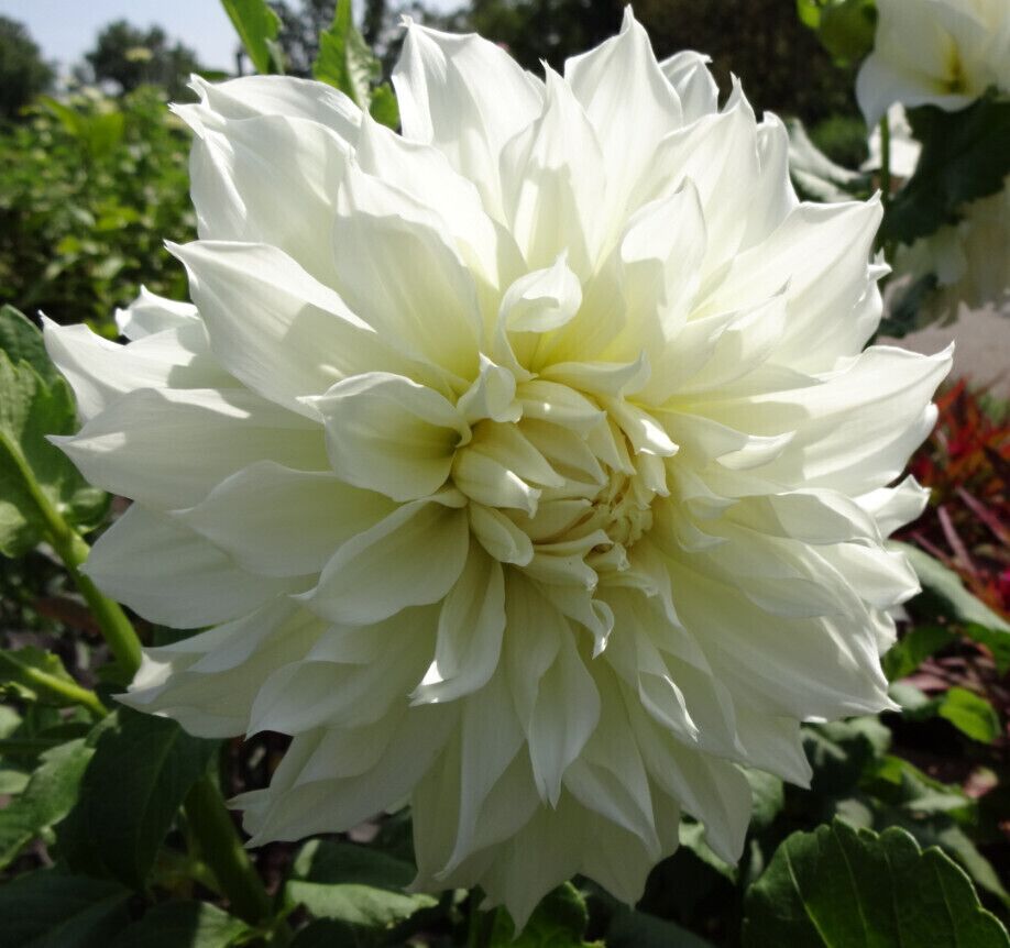 A perfectly white dinner plate dahlia with blooms of up to 12in diameter. There is great genetic variance within the dahlias mostly because they are octoploids, meaning they have eight sets of homologous chromosomes, whereas most plants are diploids.