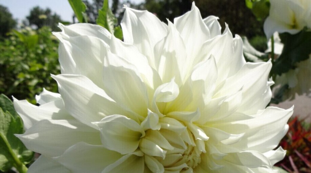 A perfectly white dinner plate dahlia with blooms of up to 12in diameter. There is great genetic variance within the dahlias mostly because they are octoploids, meaning they have eight sets of homologous chromosomes, whereas most plants are diploids.