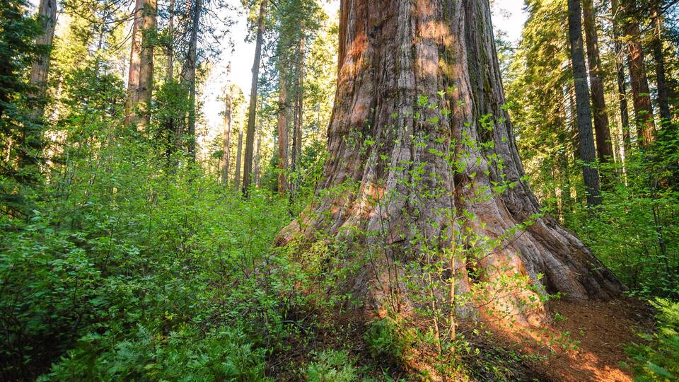 Calaveras Big Trees State Park