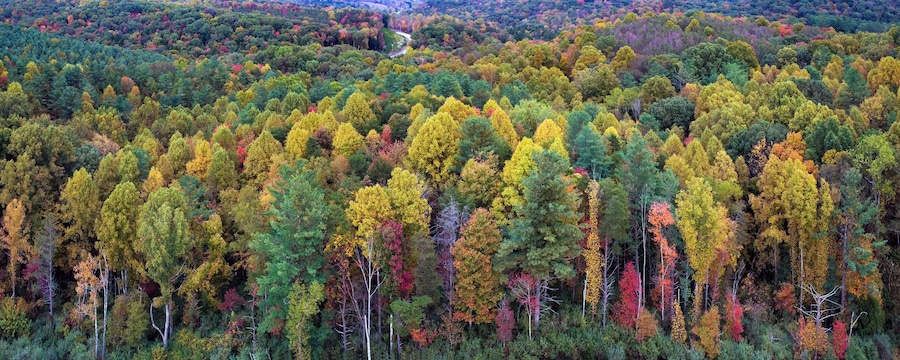 Een dicht bos met diverse bomen in herfstkleuren.