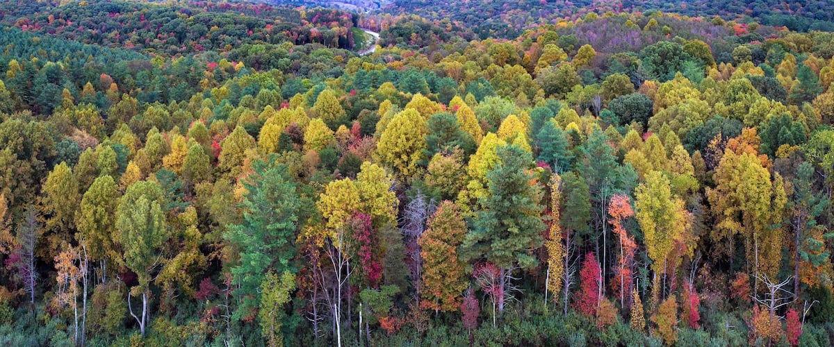 A dense forest with a variety of trees displaying autumn colors.