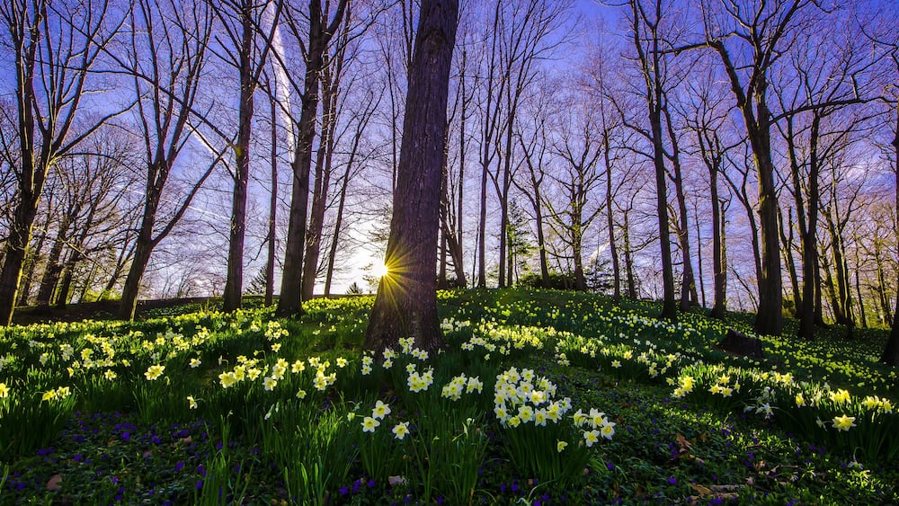 Une forêt avec une colline couverte de jonquilles et un arbre à travers lequel la lumière du soleil filtre.