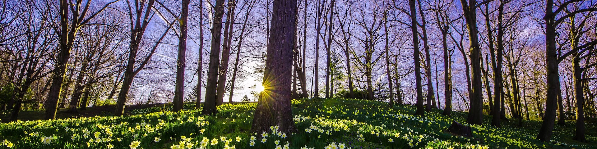 Daffodil Hill at Lake View Cemetery in Ohio