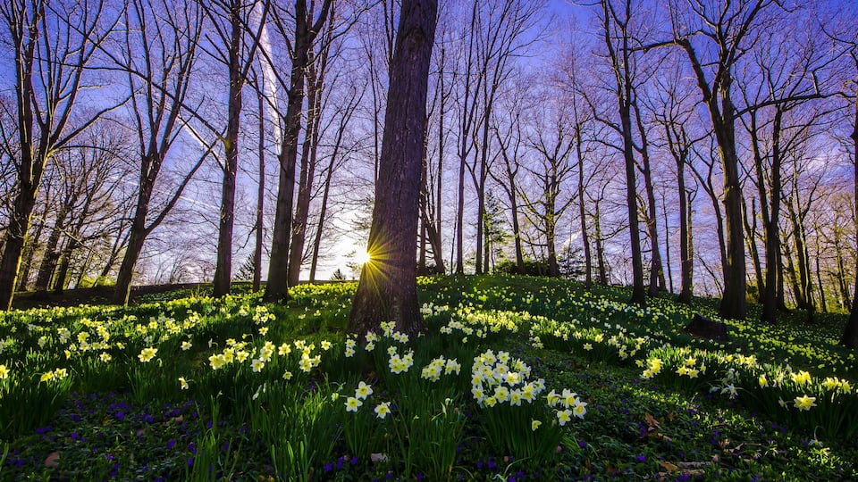 A forest with a hill of daffodils and a tree with sunlight shining through.