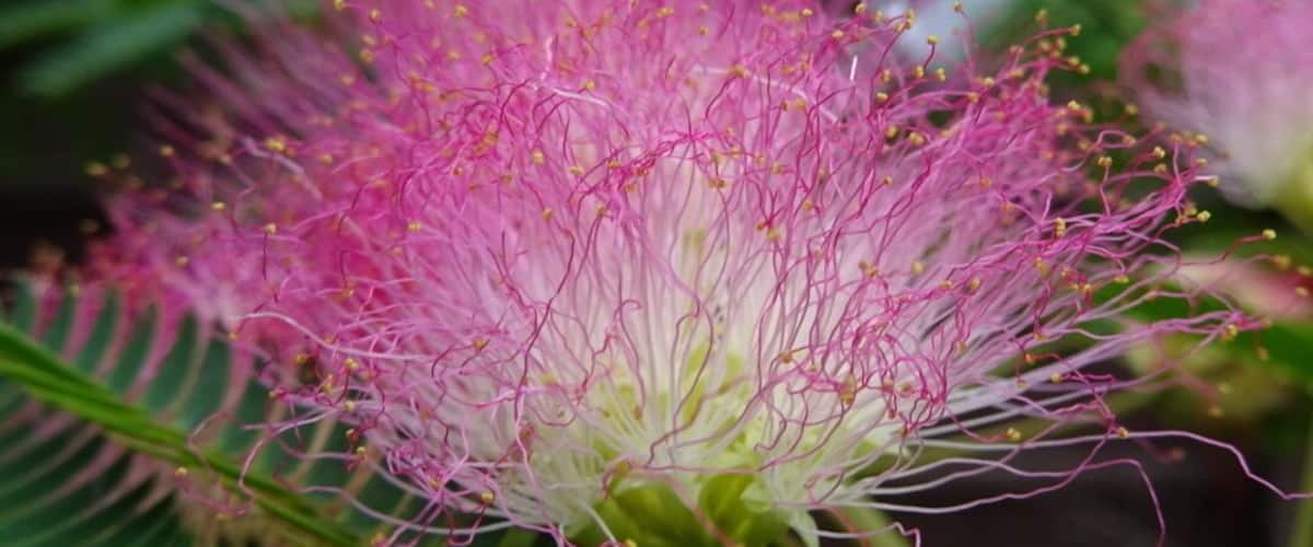 The neon pink filament like blooms of the Persian Silk Tree (Albizia julibrissin).
The leaves of this tree are very similar to the leaves of the Sensitive Plant (Mimosa pudica). Unlike the Sensitive Plant, the leaves of the Persian Silk Tree are not thigmotropic and do not close upon touch. 
The tree is very attractive in bloom and has a tropical look for being winter hardy in many places in the Northern U.S. However, in many places the tree is invasive and is negatively allelopathic to neighboring plant life.