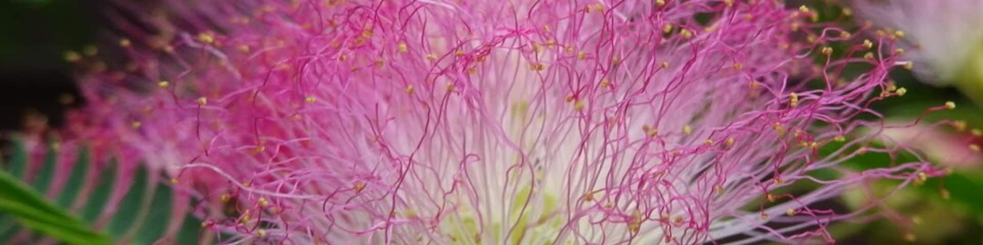 The neon pink filament like blooms of the Persian Silk Tree (Albizia julibrissin).
The leaves of this tree are very similar to the leaves of the Sensitive Plant (Mimosa pudica). Unlike the Sensitive Plant, the leaves of the Persian Silk Tree are not thigmotropic and do not close upon touch.
The tree is very attractive in bloom and has a tropical look for being winter hardy in many places in the Northern U.S. However, in many places the tree is invasive and is negatively allelopathic to neighboring plant life.