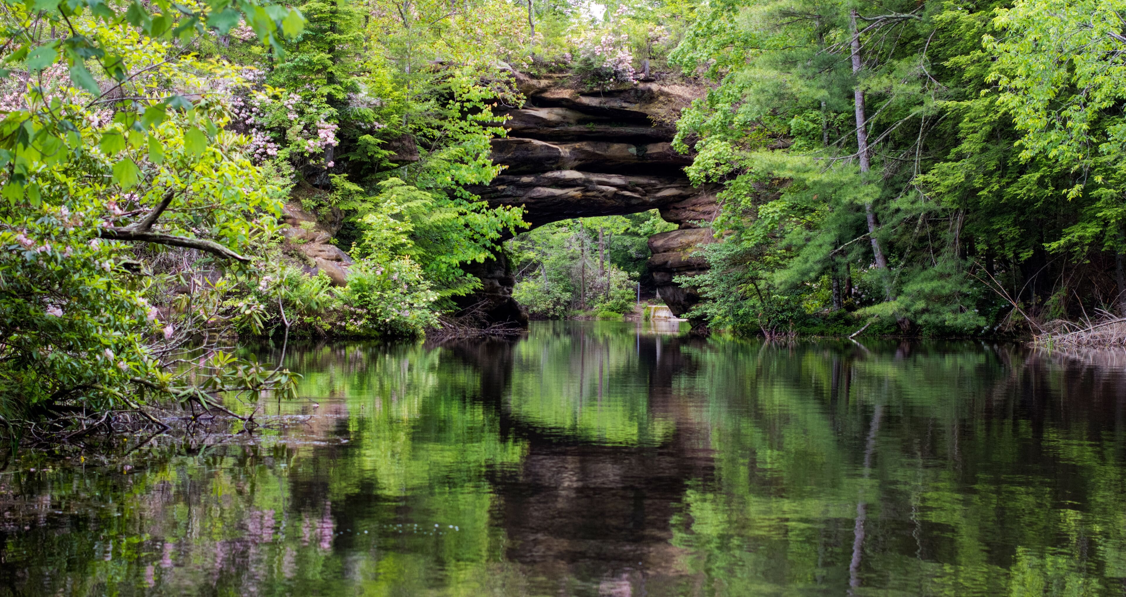 Tennessee Panorama. Natural arch formation surrounded by beautiful mountain laurel reflected in a lake. Pickett State Park.
