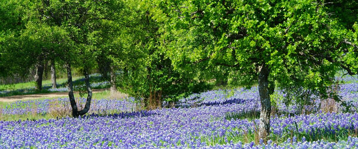 Beautiful bluebonnet flowers during spring time near Texas Hill Country, USA.