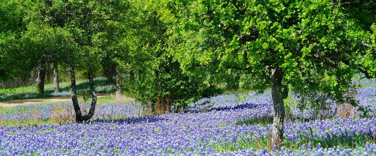 Beautiful bluebonnet flowers during spring time near Texas Hill Country, USA.