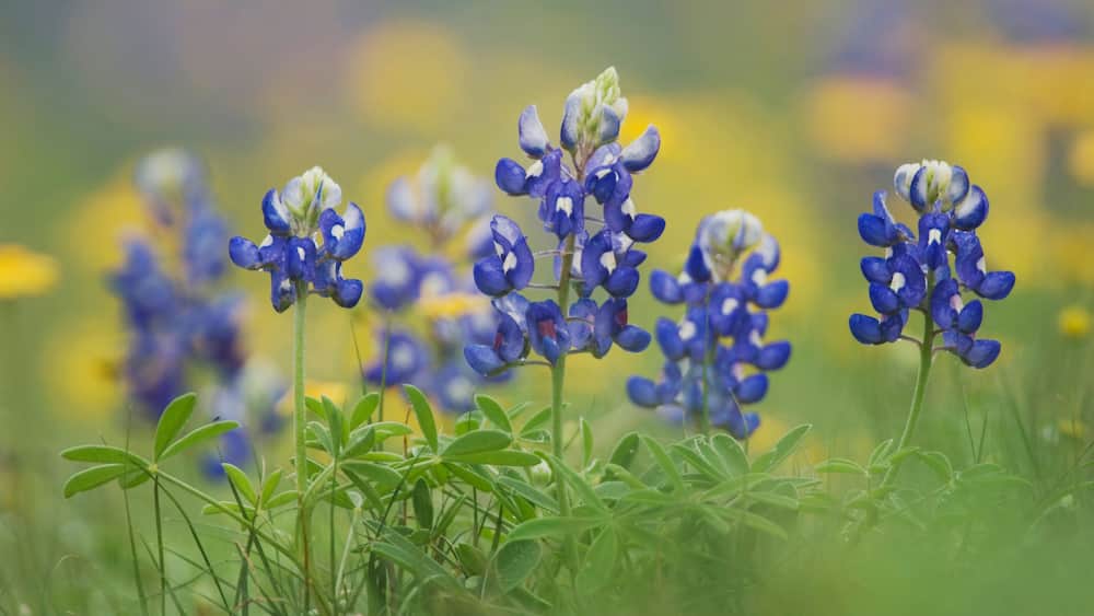 Wildflower field with Texas Bluebonnet (Lupinus texensis), Comal County, Hill Country, Texas, USA, March
