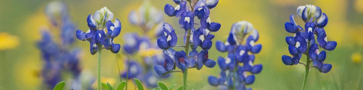 Wildflower field with Texas Bluebonnet (Lupinus texensis), Comal County, Hill Country, Texas, USA, March