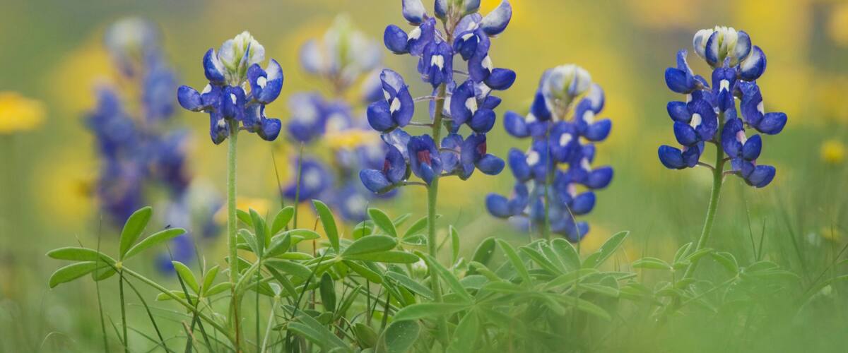 Wildflower field with Texas Bluebonnet (Lupinus texensis), Comal County, Hill Country, Texas, USA, March