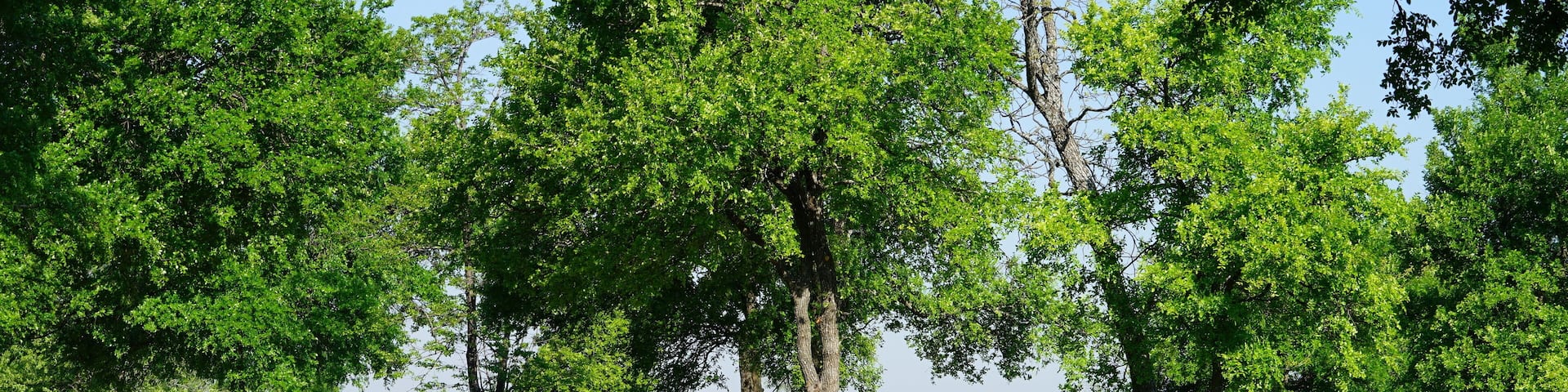 View of Texas Bluebonnet wildflowers blooming during spring time
