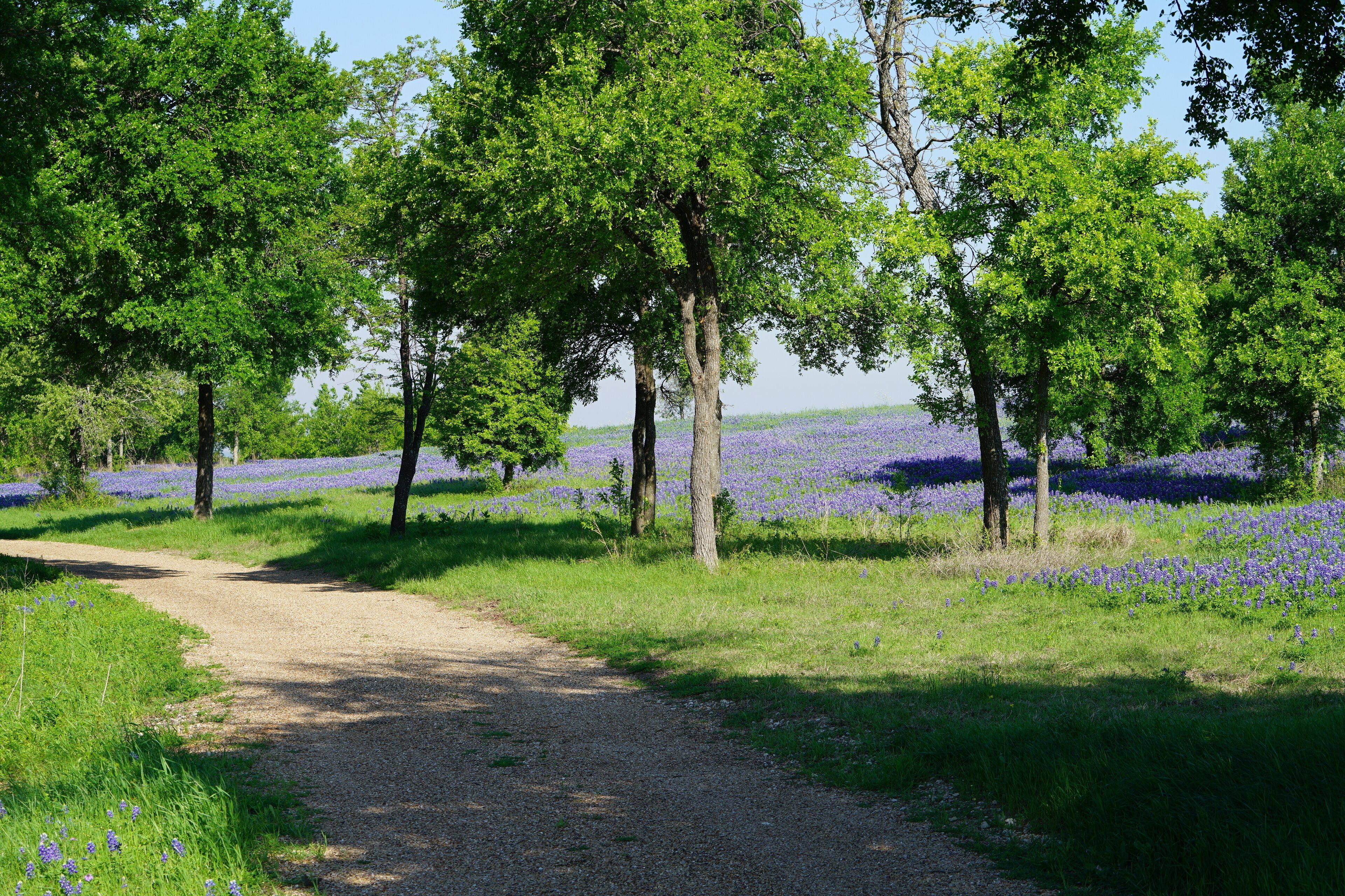 A gravel path surrounded by trees and purple flowers.