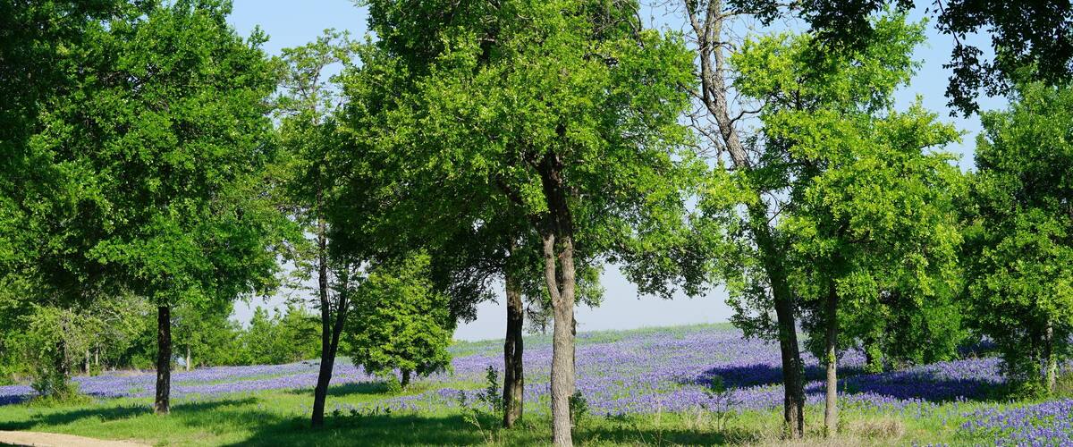 A gravel path surrounded by trees and purple flowers.