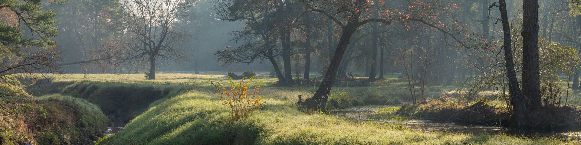Um rio calmo serpenteando por uma floresta com árvores altas e uma margem gramada.
