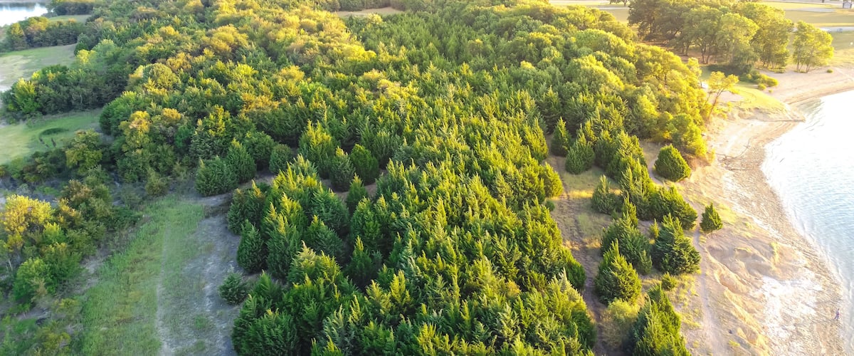 Aerial view lush green pine trees at Ticky Creek Park, northern end of Lake Lavon in Princeton, Texas, USA