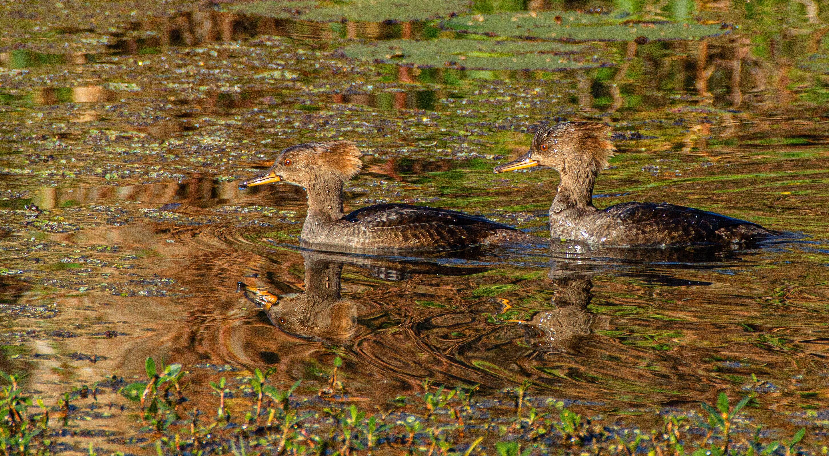 Two Female Hooded Mergansers at Lake Seminole Park, Florida