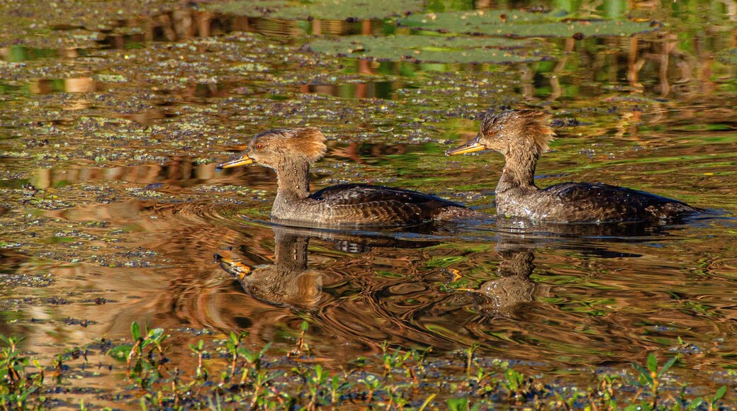 Two Female Hooded Mergansers at Lake Seminole Park, Florida