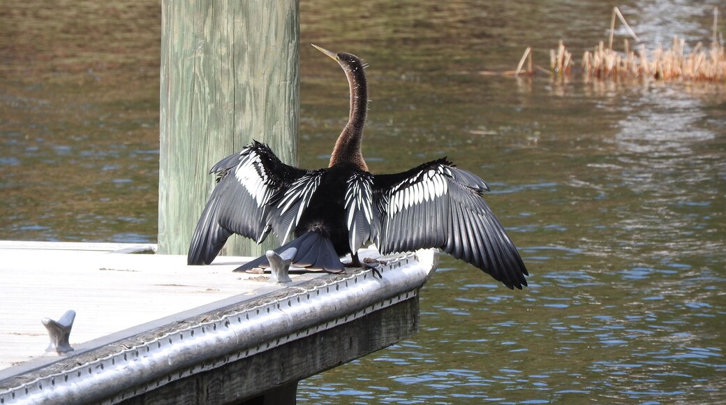 The anhinga (/ĂŠnËhÉȘĆÉĄÉ/; Anhinga anhinga), sometimes called snakebird, darter, American darter, or water turkey, is a water bird of the warmer parts of the Americas. The word anhinga comes from the Brazilian Tupi language and means devil bird or snake bird. The origin of the name snakebird is apparent when swimming: only the colored neck appears above water so the bird looks like a snake ready to strike. They do not have external nares (nostrils) and breathe solely through their epiglottis. (Wiki) November 2018
#Nature