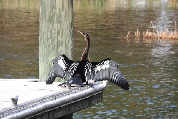 The anhinga (/ænˈhɪŋɡə/; Anhinga anhinga), sometimes called snakebird, darter, American darter, or water turkey, is a water bird of the warmer parts of the Americas. The word anhinga comes from the Brazilian Tupi language and means devil bird or snake bird. The origin of the name snakebird is apparent when swimming: only the colored neck appears above water so the bird looks like a snake ready to strike. They do not have external nares (nostrils) and breathe solely through their epiglottis. (Wiki) November 2018
#Nature