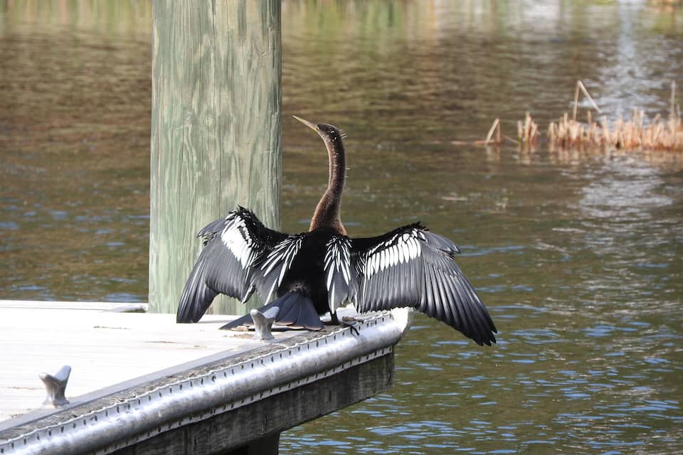 Un ave con alas extendidas sobre un muelle de madera junto a un cuerpo de agua tranquilo.